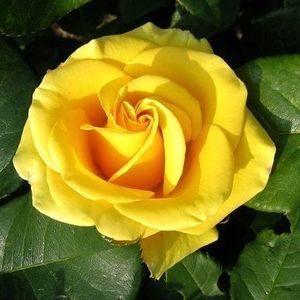 Meet your Posher, Gail